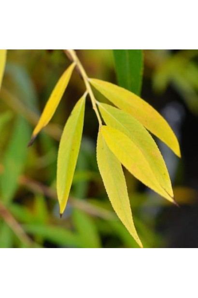 Ива Сhrysocoma осенний цвет листвы